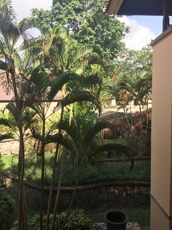 廊下から庭を見る