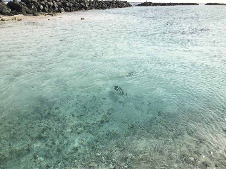 お魚たくさん
