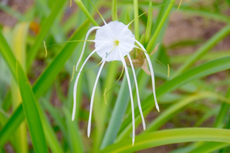 アサガオの一種と思われる花