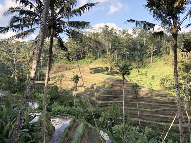 ウブドのテガララン棚田
