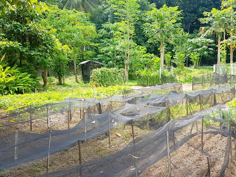 農場:自家菜園のオーガニック農場、野菜やハーブ栽培