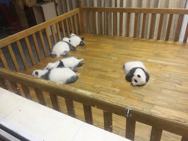 たくさんの子パンダを一度に見られます