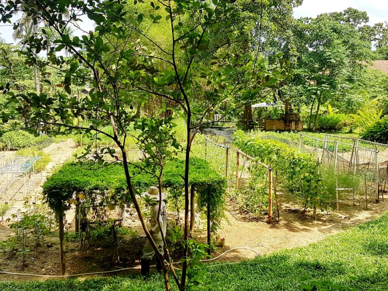 農場:自家菜園のオーガニック農場