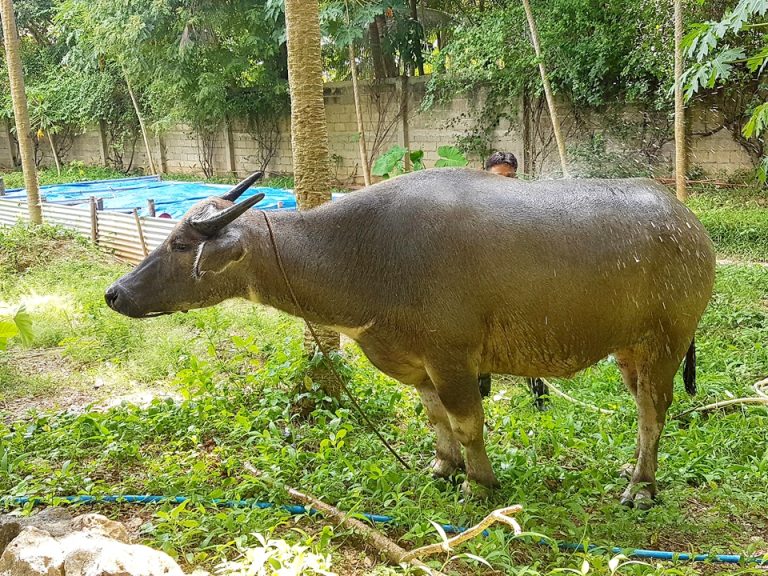 農場:牛(何用かはわからない)