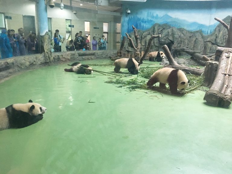 ジャイアントパンダ。雨の時と、気温が26度を超えた時は室内のみの見学となり、入室するのに並びます。夏は虫よけスプレーが必需品です