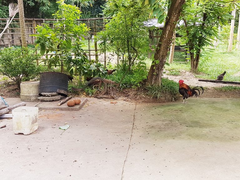 農場:ニワトリ小屋、卵はレストランで使用する