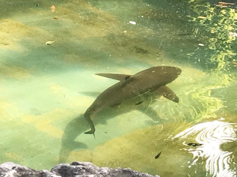 サメが飼われている池 (2)