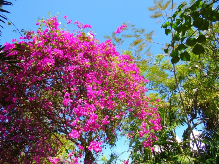 敷地内にはたくさんの美しいサルスベリの木があります