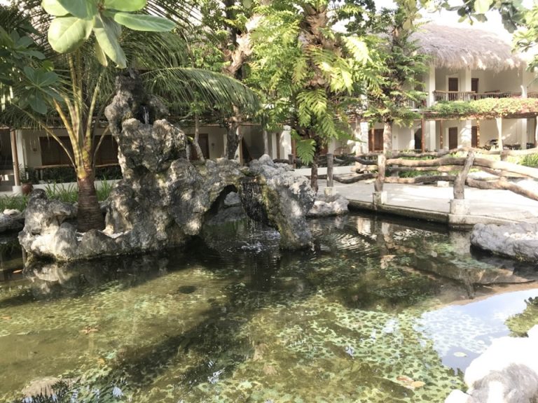 サメが飼われている池 (1)