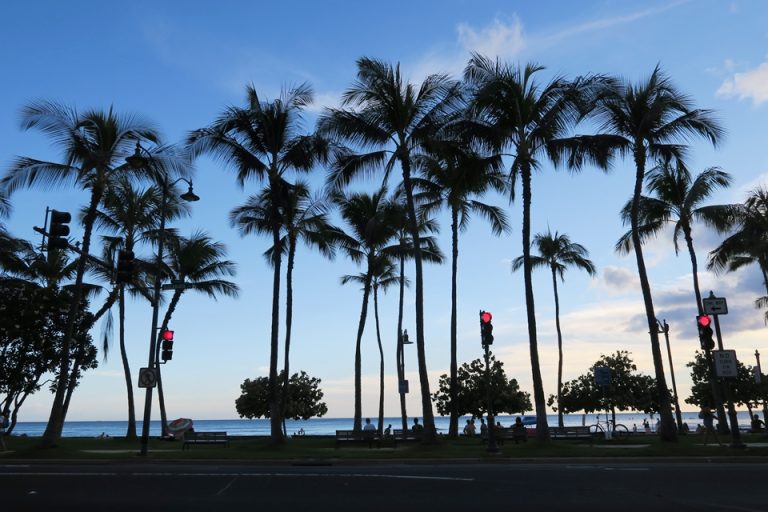 夕方になると夕焼けとパームツリーがとても綺麗です
