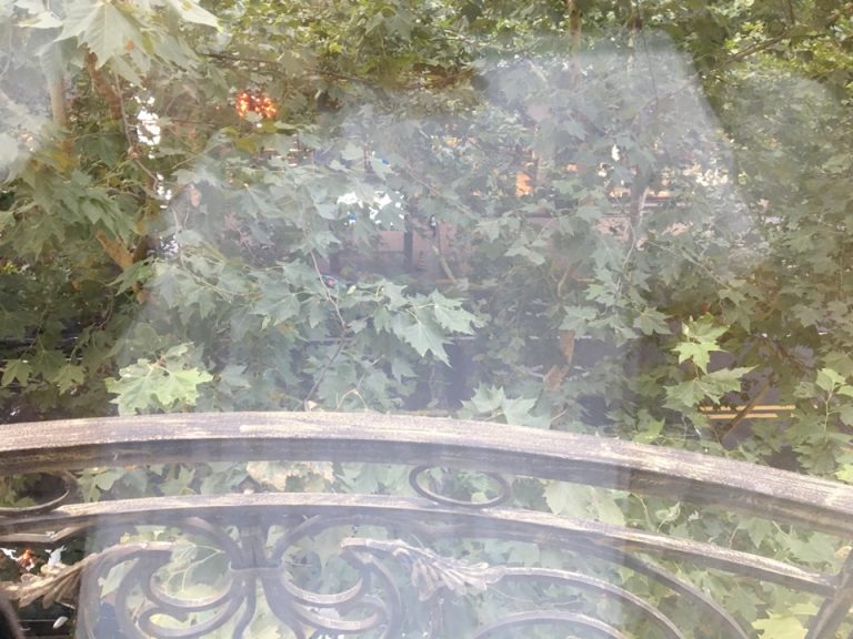 客室からの景色。ほぼ葉で覆われています