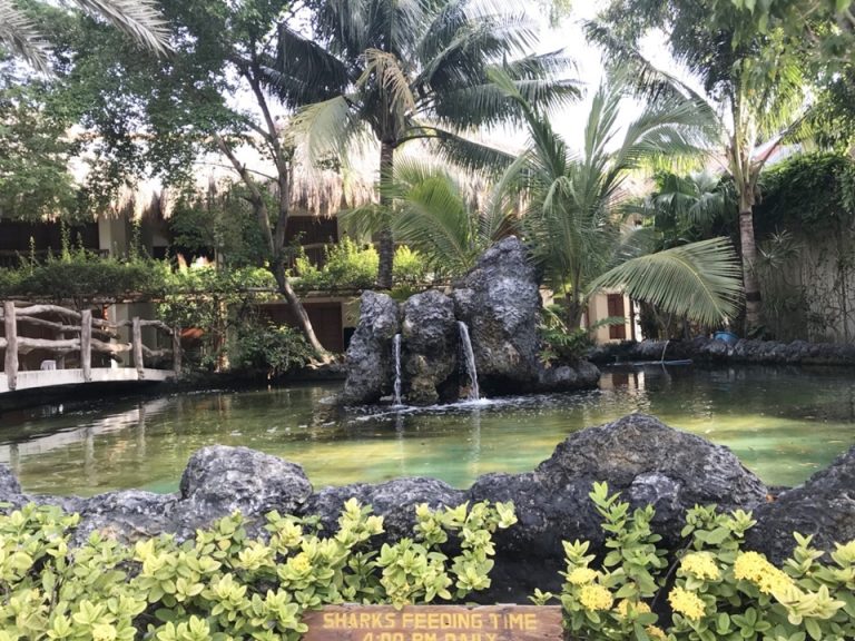 サメが飼われている池