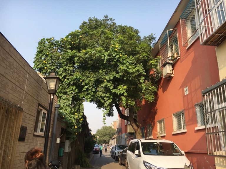 ホテル前の通り3