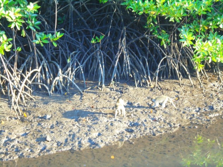 リラックスルームから見えるのは天然のマングローブ。野生のお猿さんがいます