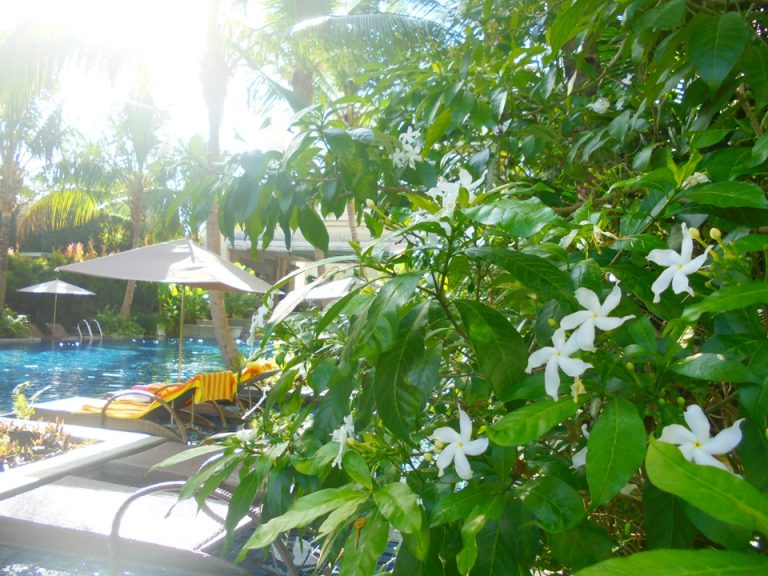 綺麗なお花もたくさん咲いています