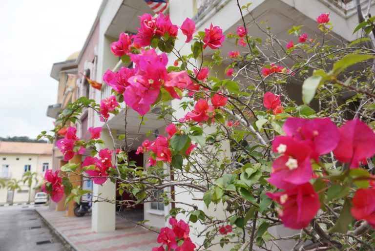 南国なので散歩すると花が多くてきれい