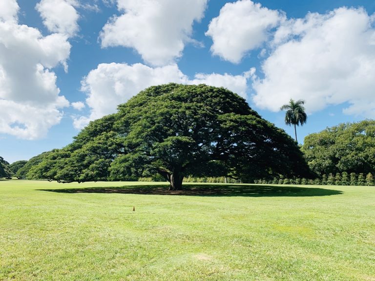 モアナルア公園の木