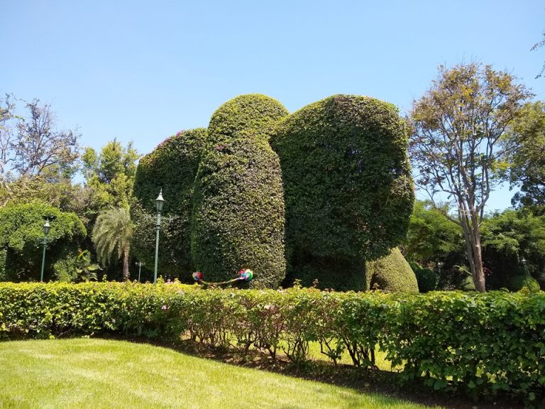 庭の像の形をした木