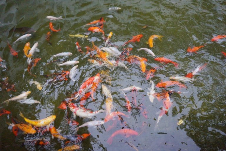 庭や外の池にいる鯉。人が近づくと餌をもらえると思って一気に近づいてくる
