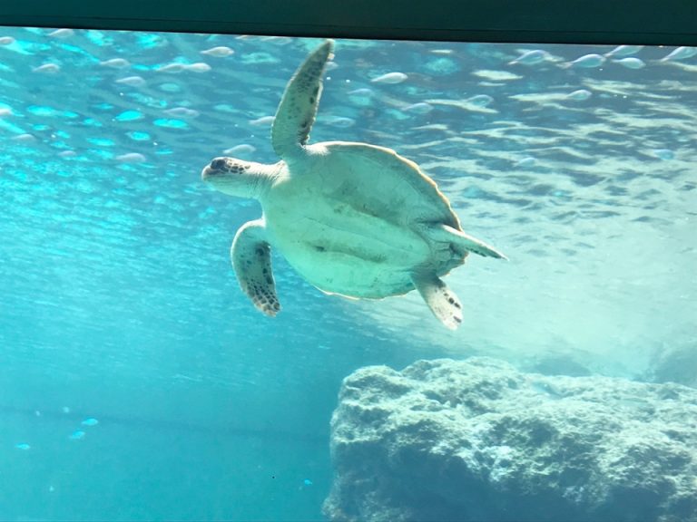 ホテル近く美ら海水族館2