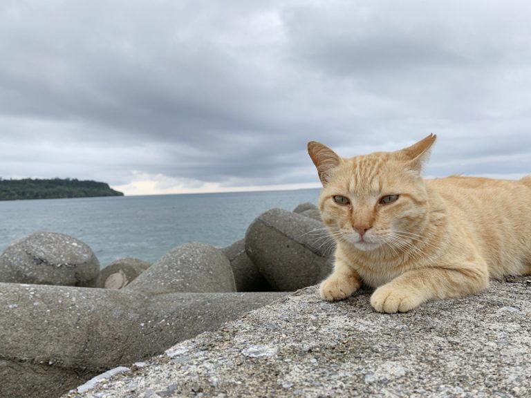 ホテル近くの海岸に居た野良猫
