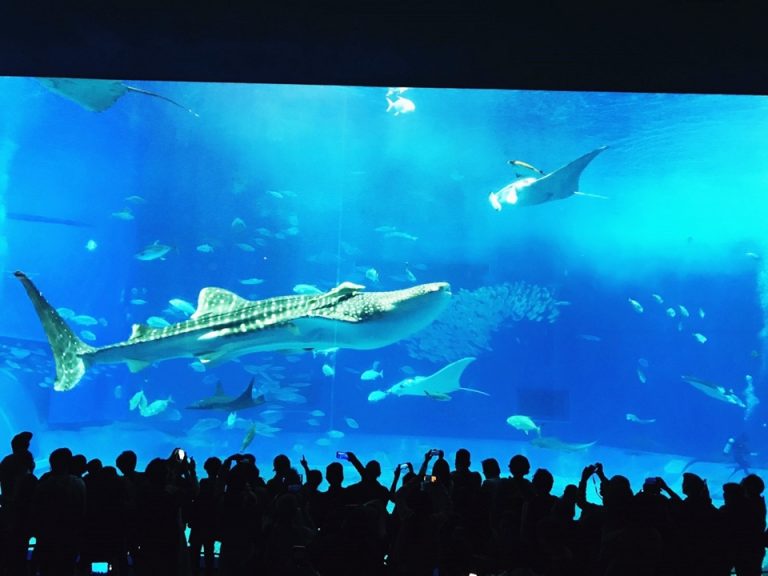 ホテル近く美ら海水族館