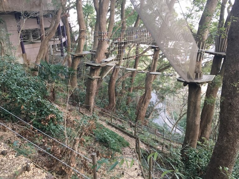 森のアスレチック