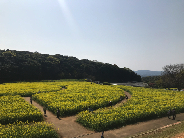 展海峰 今の時期は菜の花が見頃