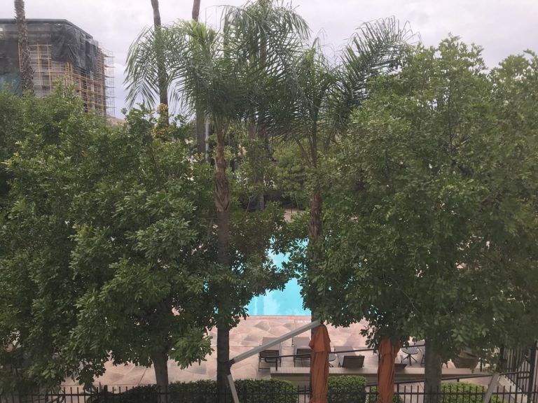 部屋からの景色はまさに木!!