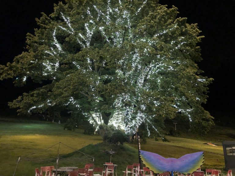 ランドマーク的な「しなの木」