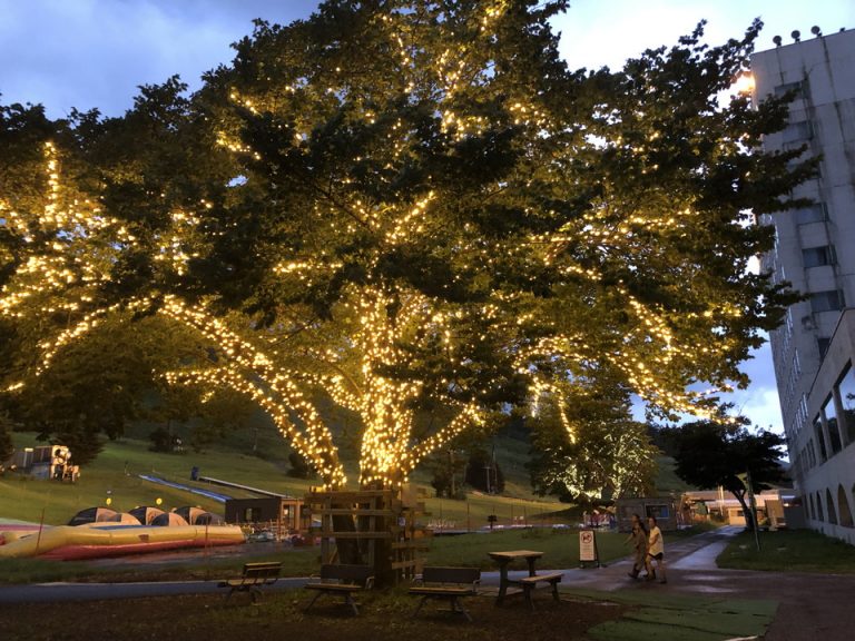 ライトアップされたゲレンデの木