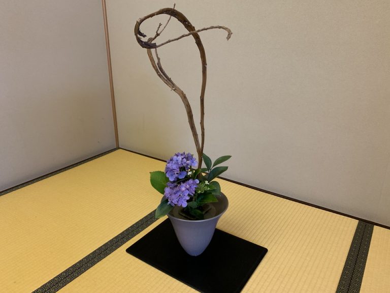 季節の花紫陽花の生花です