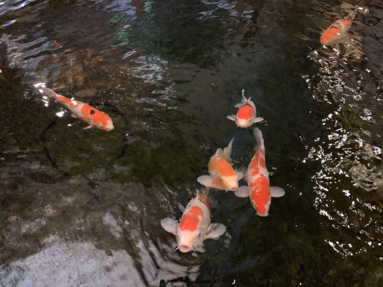 ホテル内にいる鯉です