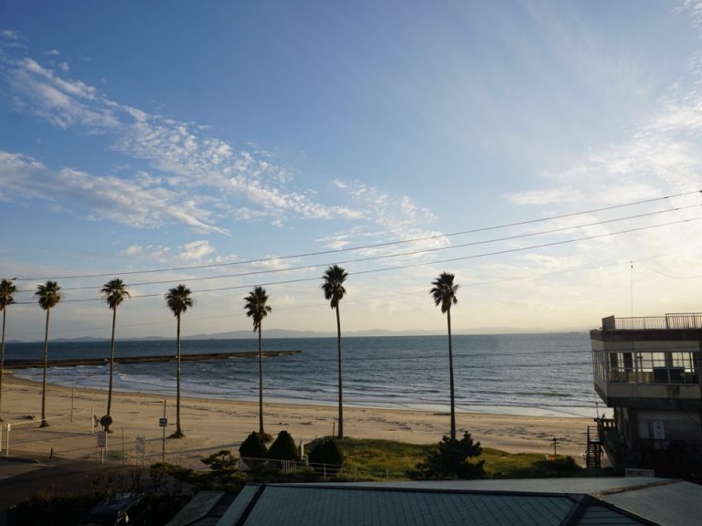 ヤシの木が南国風の景色をかもし出します