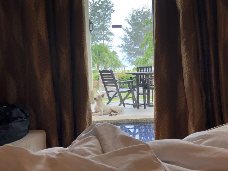 マスタールームからの眺め 野良犬