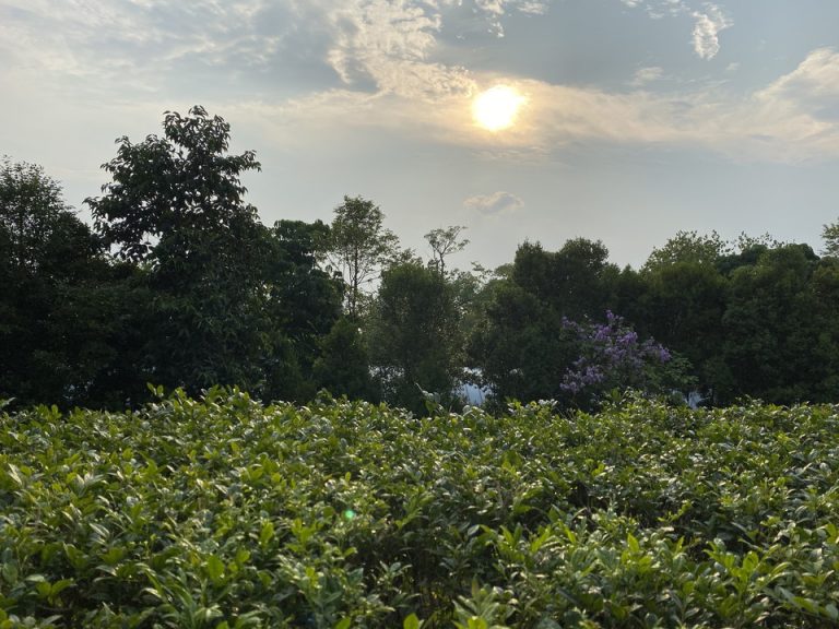部屋からの眺望