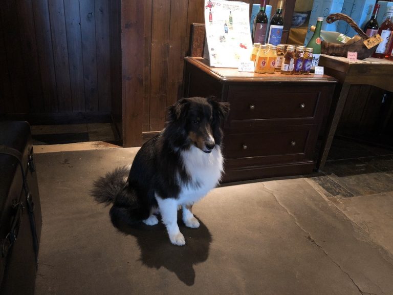 看板犬のカナル
