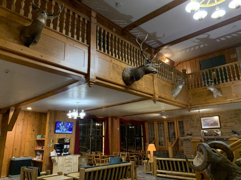 Yellow Stone国立公園に生息している動物の剥製が迫力満点で、ワクワクしました。(1)