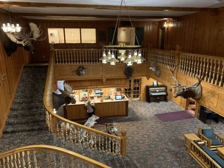 Yellow Stone国立公園に生息している動物の剥製が迫力満点で、ワクワクしました。(2)