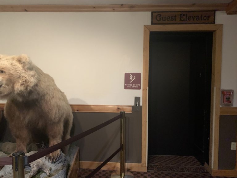 2階のエレベーターホールにも迫力満点の剥製がありました。