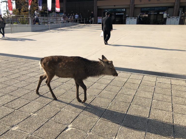 宮島のシカ 可哀想に角が切られていました。(すべての牡鹿が角なしでした)