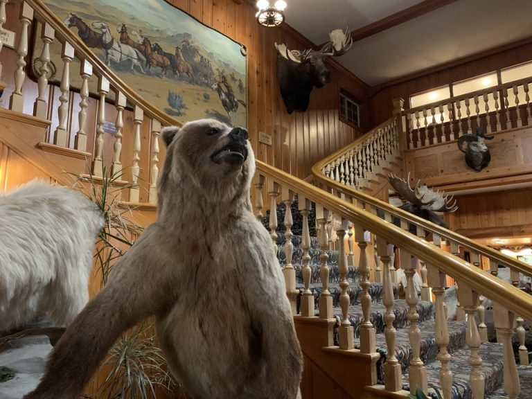 Yellow Stone国立公園に生息している動物の剥製が迫力満点で、ワクワクしました。