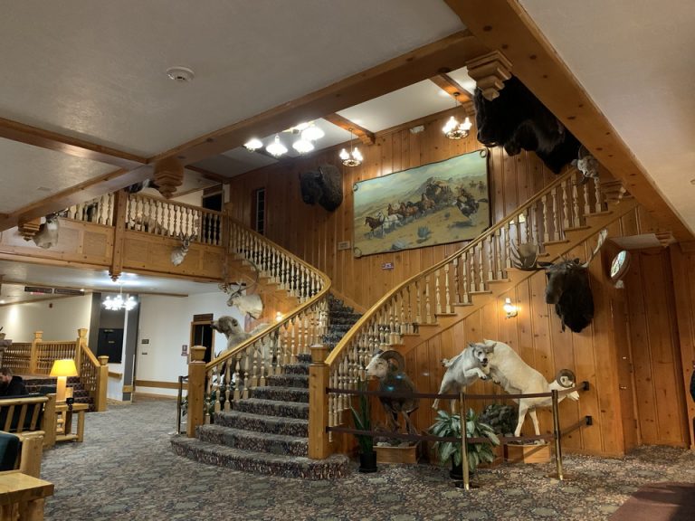 Yellow Stone国立公園に生息している動物の剥製が迫力満点で、ワクワクしました。(4)