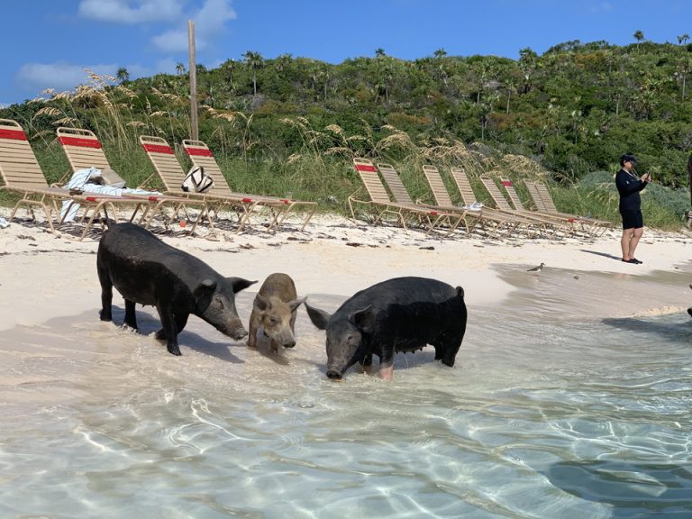 観光スポット。Pig Beachで豚に餌やりをしたり、一緒に海水浴を楽しむツアーが人気です。