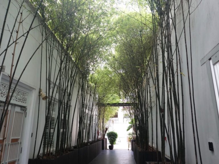 木々が美しい外テラスもあります