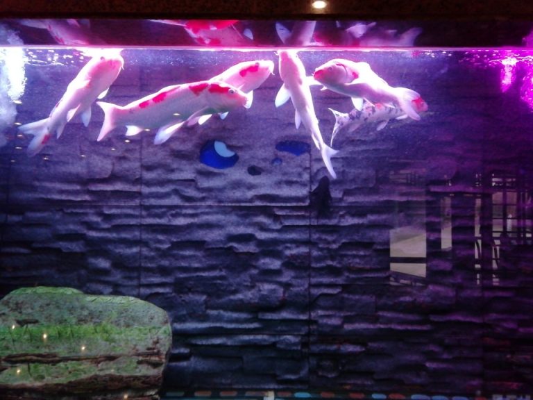 廊下にある観賞魚