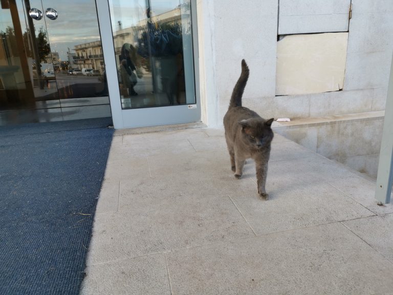 ホテルエントランスに猫が