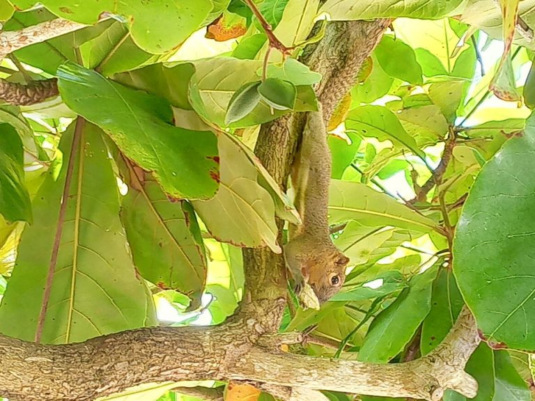 IMG_20200126_125208_1