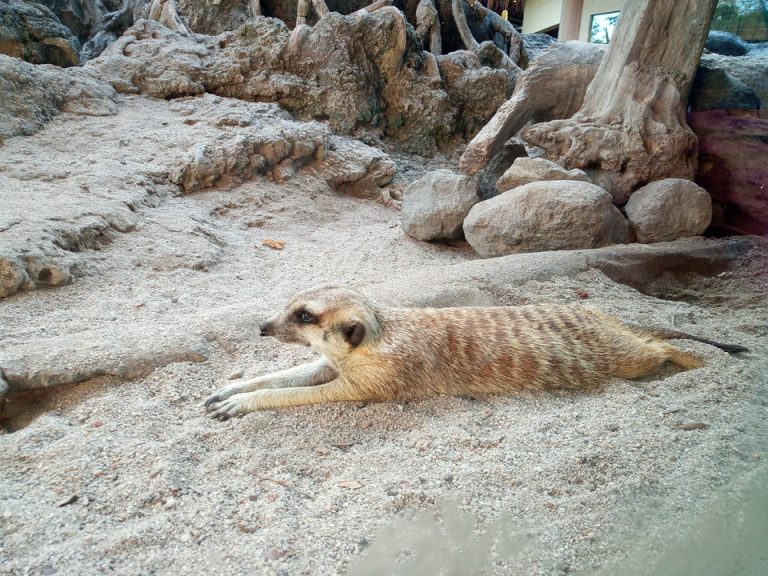 IMG_20200128_083225_3