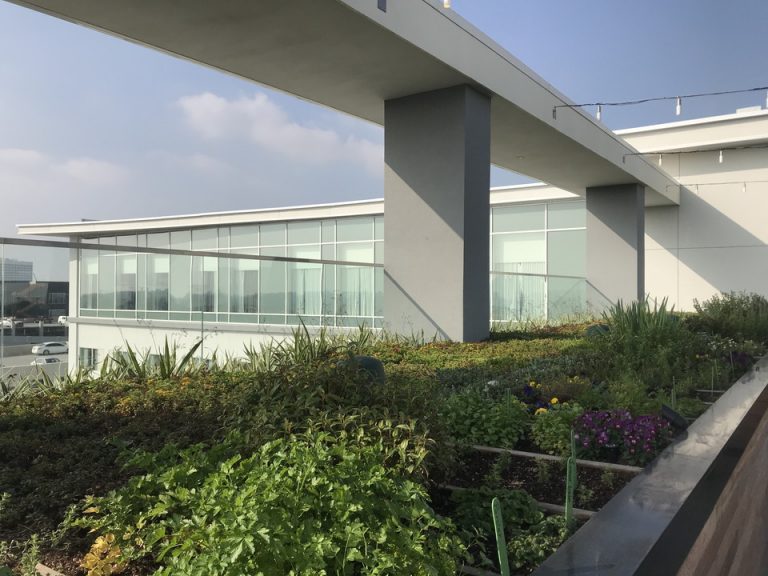 ルーフトップの花たち